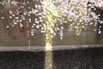 树下流淌的河流GIF图片