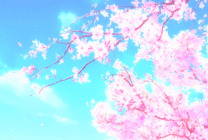 樱花树上飘落的花瓣动画图片