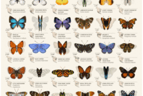 各式各样蝴蝶图案GIF素材