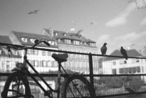 两只鸽子站在围栏上看天空中的鸟儿飞来飞去gif图片