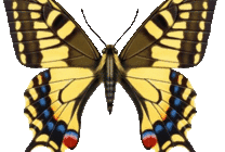卡通蝴蝶标本不停的闪动着翅膀gif图片