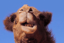 骆驼的嘴不停的搅动好像在不停的吃东西gif图片