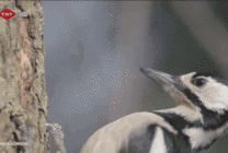 啄木鸟啄树皮找虫儿吃gif图片