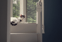 一只小猫懒洋洋的卧在阳台上摇尾巴gif图片