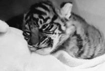 躺在被窝里睡觉的小老虎gif图片