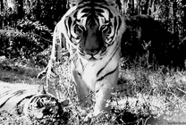 凶猛的老虎黑白gif图片