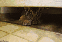 躲藏在床底下的老虎gif图片