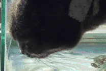 猫咪踏乌龟GIF动态图