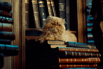 书架上的一只老猫GIF图片