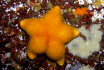 黄黄的海星GIF动态图