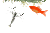 卡通小金鱼与小虾抢食物吃gif图片
