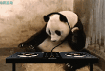 大熊猫不停的摇头听音乐gif图片