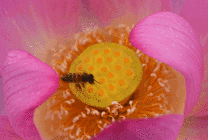 一只小蜜蜂不停的在花心上飞来飞去的采蜜gif图片