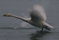 一直白天鹅在水面上煽动者翅膀快速行走gif图片