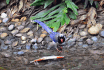 一只长尾巴的鸟在水边捉鱼吃gif图片