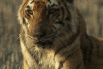 安静的老虎眨眼睛动态图片