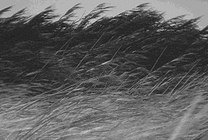 狂风吹过芦苇荡把芦苇都吹弯了腰gif图片