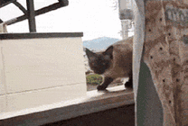 可爱的小猫咪从窗户上跳了下去gif图片
