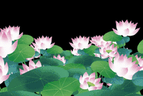 池塘一片美丽莲花GIf素材图片