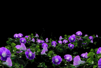 一片紫色的花动态素材图片