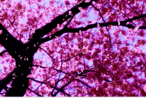 粉红色的树叶慢慢的从树上落下很浪漫gif图片