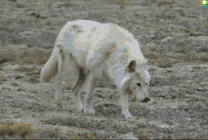 几只白色的饿狼在枯萎的草地上寻找猎物gif图片