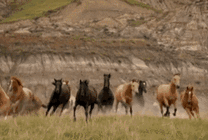奔腾的马儿在草原上尽情的奔跑gif图片