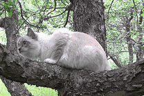 一只小白猫爬到树上捕捉鸟儿gif图片