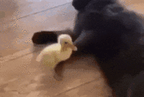 一只小鸭子跑到大黑猫身边被踢跑gif图片