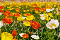 草原上开满了五颜六色的鲜花gif图片