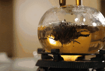 热水壶烧开的陈年普洱茶gif图片