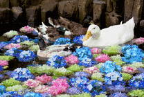 一群鸭子在落满鲜花的水里游泳gif图片
