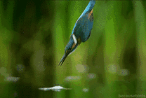 一只鸟儿飞快的扎进水里扑鱼吃gif图片