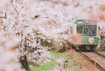 花园里开过的列车动态图片