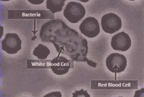 细菌在显微镜下快速的行走gif图片