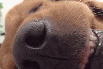 狗狗睡觉时的表情图片