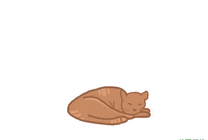 睡眠中的猫咪动画图片