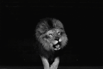 黑夜中一只疯狂的大狮子gif图片
