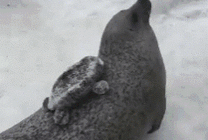 冰天雪地里一只小海豚趴在母亲的背上gif图片