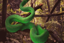 丛林的树枝上有一条大青蛇gif图片