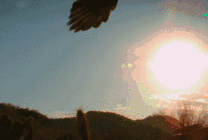 夕阳西下一只苍鹰在空中翱翔gif图片