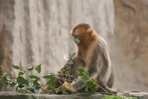 猴子啃树叶动态图片