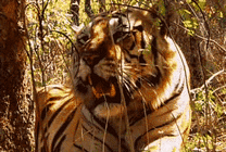 凶猛老虎呲牙咧嘴动态图片