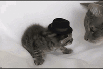 一只可爱的小黑猫戴上帽子gif图片