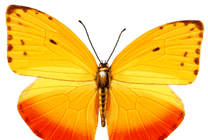 蝴蝶挥舞翅膀动态素材图片