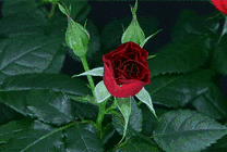 一朵慢慢盛开的红玫瑰爱情的象征gif图片