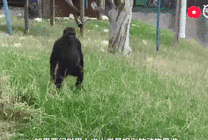 大猩猩潇洒的步伐gif图片