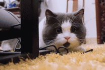 一只可爱的猫猫瞪着眼睛张着嘴gif图片