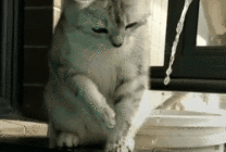 可爱的小猫咪趴在水龙头上喝水gif图片