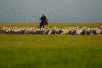 草原牧民骑着骏马放羊gif图片